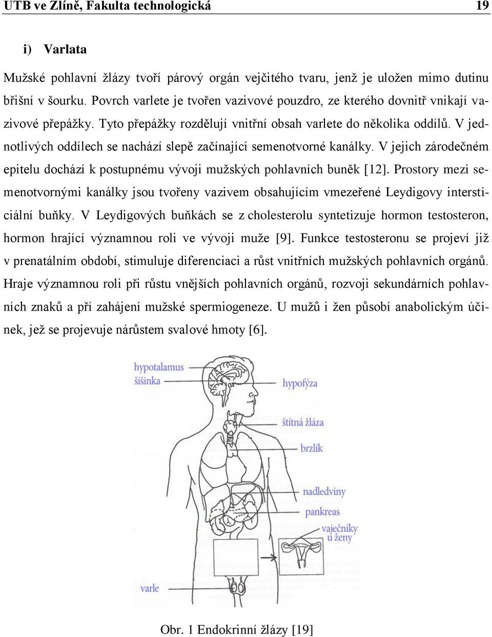 V jednotlivých oddílech se nachází slepě začínající semenotvorné kanálky. V jejich zárodečném epitelu dochází k postupnému vývoji mužských pohlavních buněk [12].