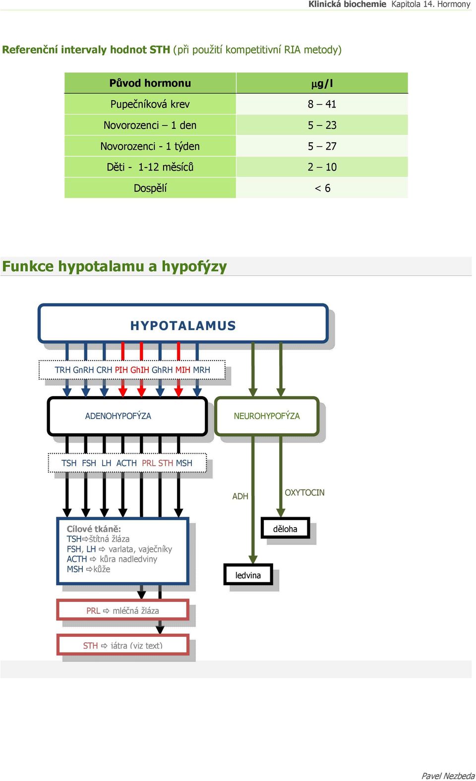 GnRH CRH PIH GhIH GhRH MIH MRH ADENOHYPOFÝZA NEUROHYPOFÝZA TSH FSH LH ACTH PRL STH MSH ADH OXYTOCIN OXYTOCIN Cílové tkáně: