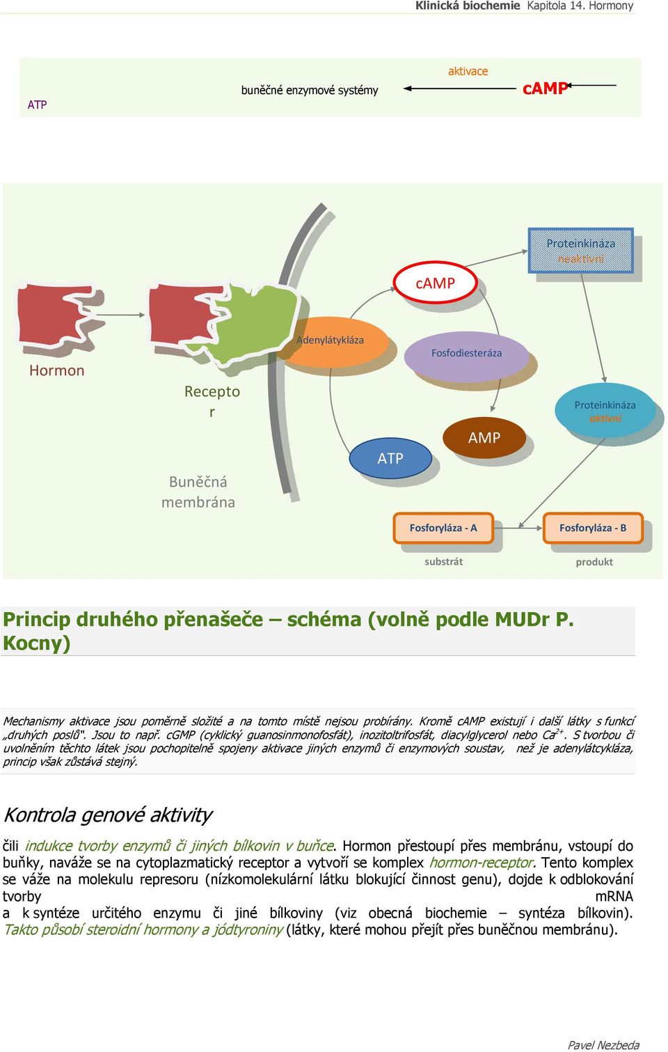 Kromě camp existují i další látky s funkcí druhých poslů. Jsou to např. cgmp (cyklický guanosinmonofosfát), inozitoltrifosfát, diacylglycerol nebo Ca 2+.