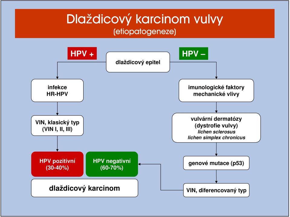 dermatózy (dystrofie vulvy) lichen sclerosus lichen simplex chronicus HPV pozitivní