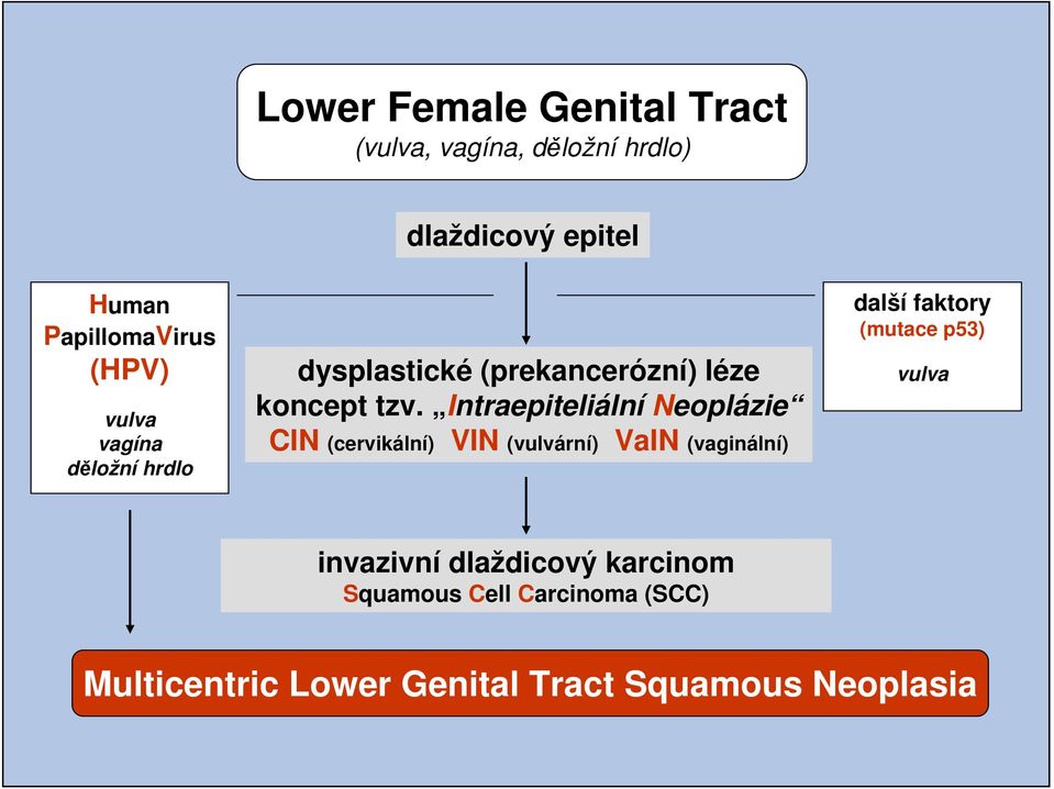 Intraepiteliální Neoplázie CIN (cervikální) VIN (vulvární) VaIN (vaginální) další faktory (mutace