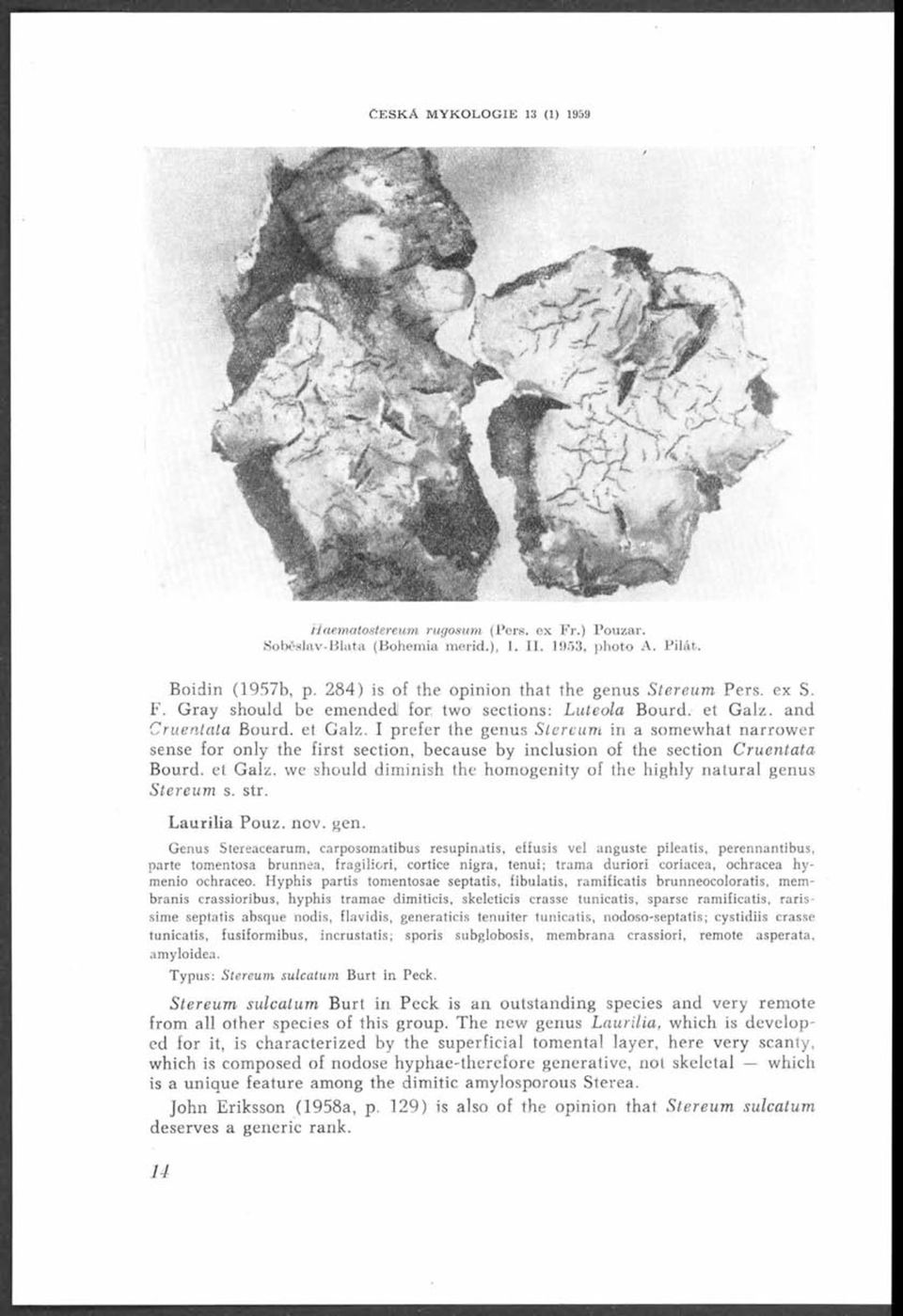 I prefer the genus Stereum in a somewhat narrower sense for only the first section, because by inclusion of the section Cruentata Bourd. et Galz.