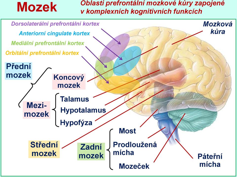 kortex Orbitální prefrontální kortex Mozková kůra Přední mozek Mezimozek Koncový mozek