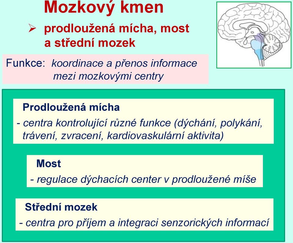 (dýchání, polykání, trávení, zvracení, kardiovaskulární aktivita) Most - regulace