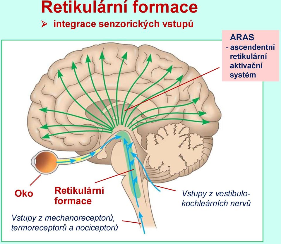 Retikulární formace Vstupy z vestibulokochleárních