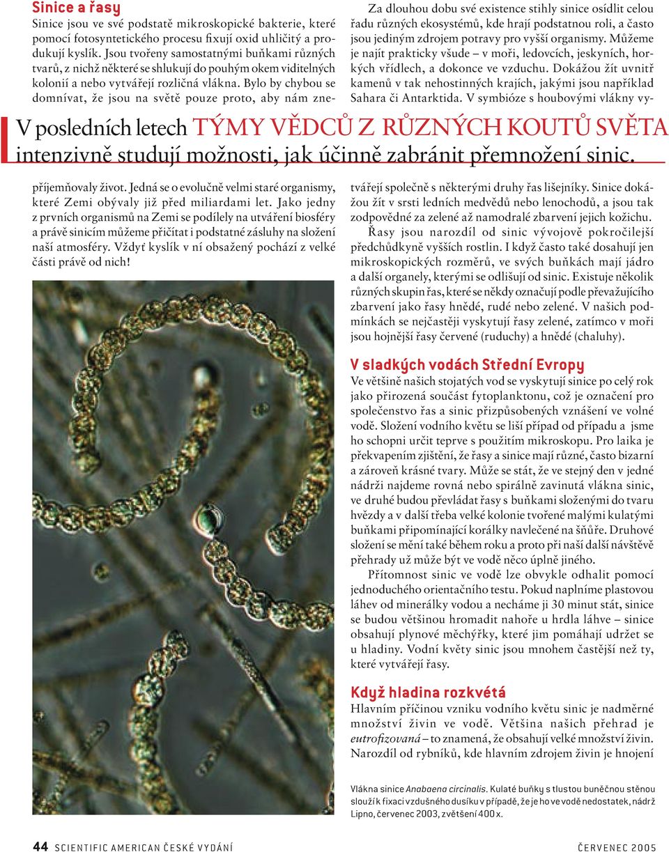 Jsou tvořeny samostatnými buňkami různých tvarů, z nichž některé se shlukují do pouhým okem viditelných kolonií a nebo vytvářejí rozličná vlákna.