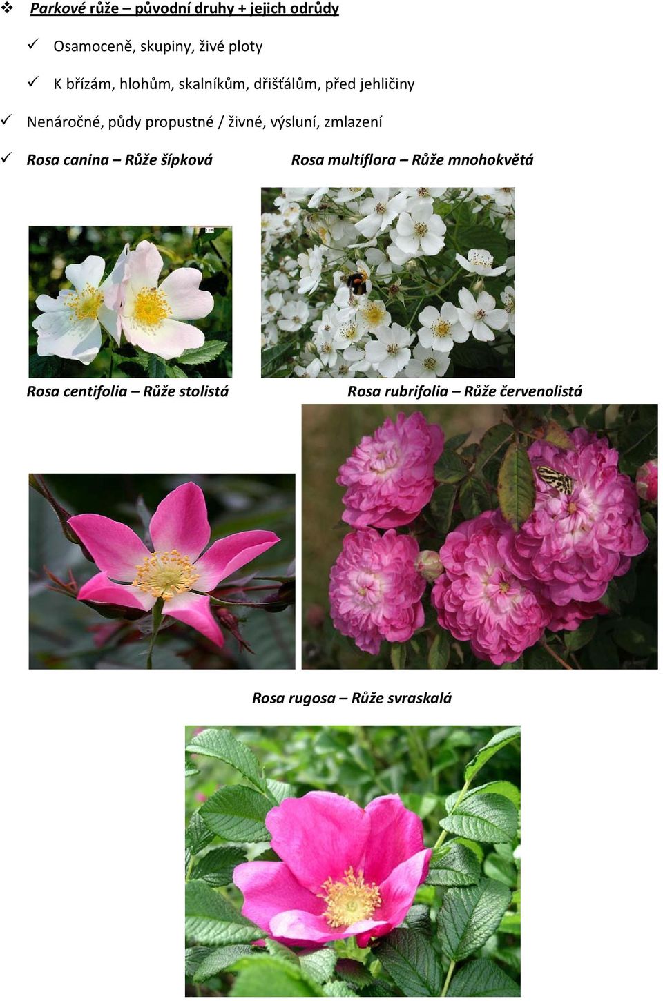 živné, výsluní, zmlazení Rosa canina Růže šípková Rosa multiflora Růže mnohokvětá