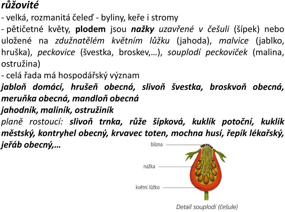 řada má hospodářský význam jabloň domácí, hrušeň obecná, slivoň švestka, broskvoň obecná, meruňka obecná, mandloň obecná jahodník, maliník,