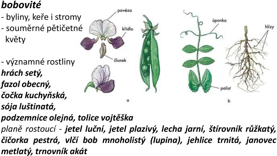 vojtěška planě rostoucí - jetel luční, jetel plazivý, lecha jarní, štírovník růžkatý,