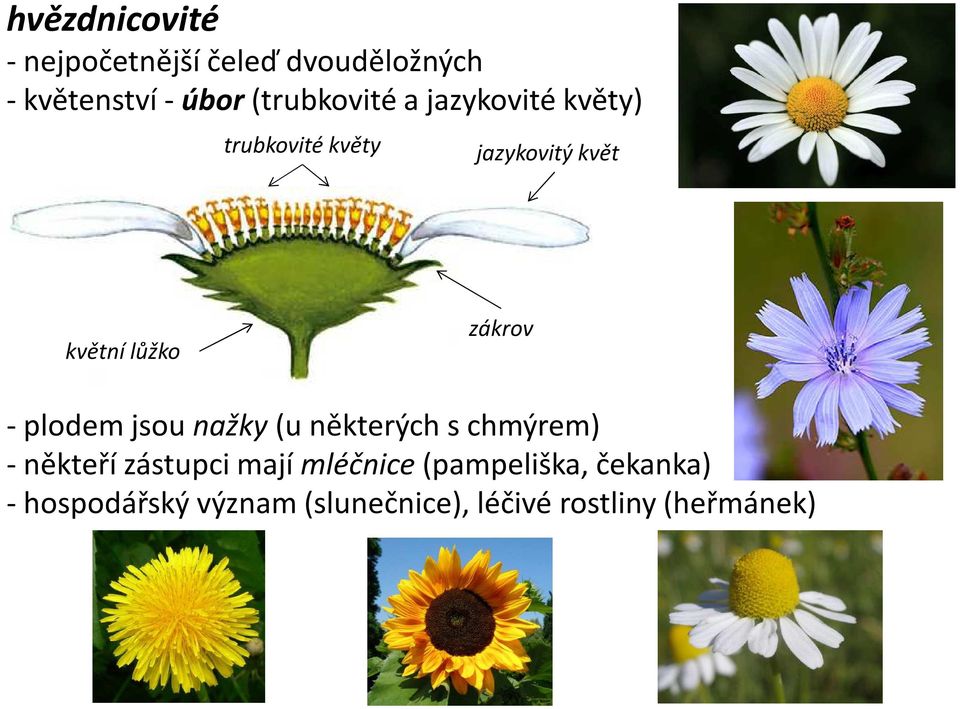 zákrov - plodem jsou nažky (u některých s chmýrem) - někteří zástupci mají