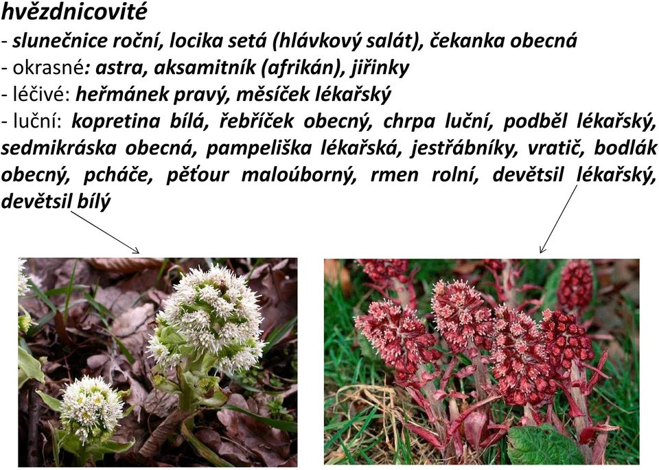 řebříček obecný, chrpa luční, podběl lékařský, sedmikráska obecná, pampeliška lékařská,