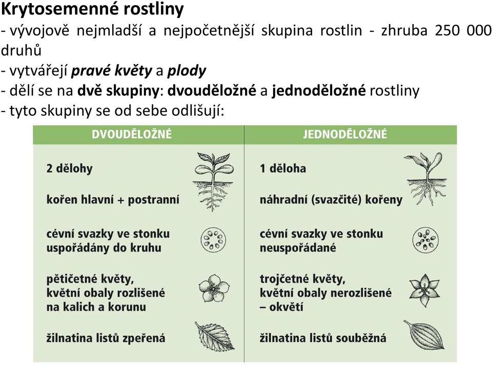 vytvářejí pravé květy a plody - dělí se na dvě skupiny: