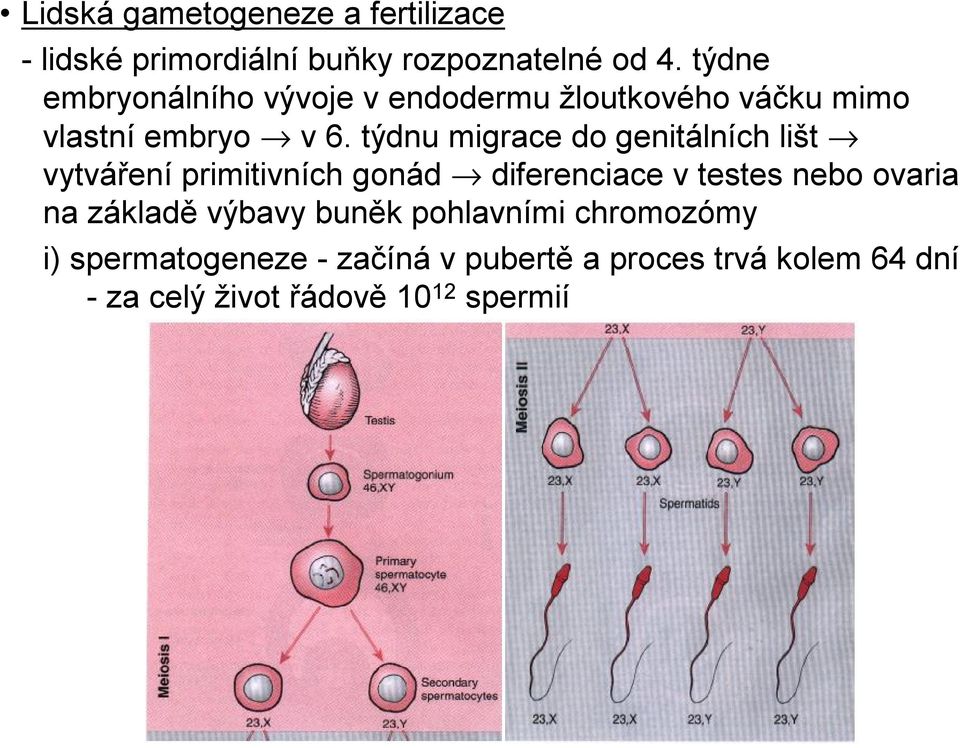 týdnu migrace do genitálních lišt vytváření primitivních gonád diferenciace v testes nebo ovaria na