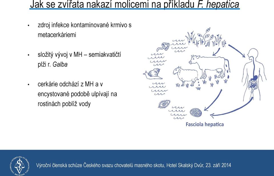 metacerkáriemi složitý vývoj v MH semiakvatičtí plži r.