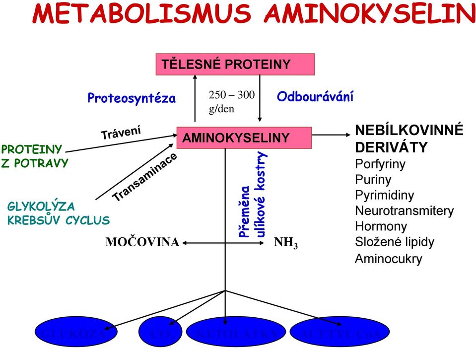 MOČOVINA NH 3 Odbourávání NEBÍLKOVINNÉ DERIVÁTY Porfyriny Puriny Pyrimidiny