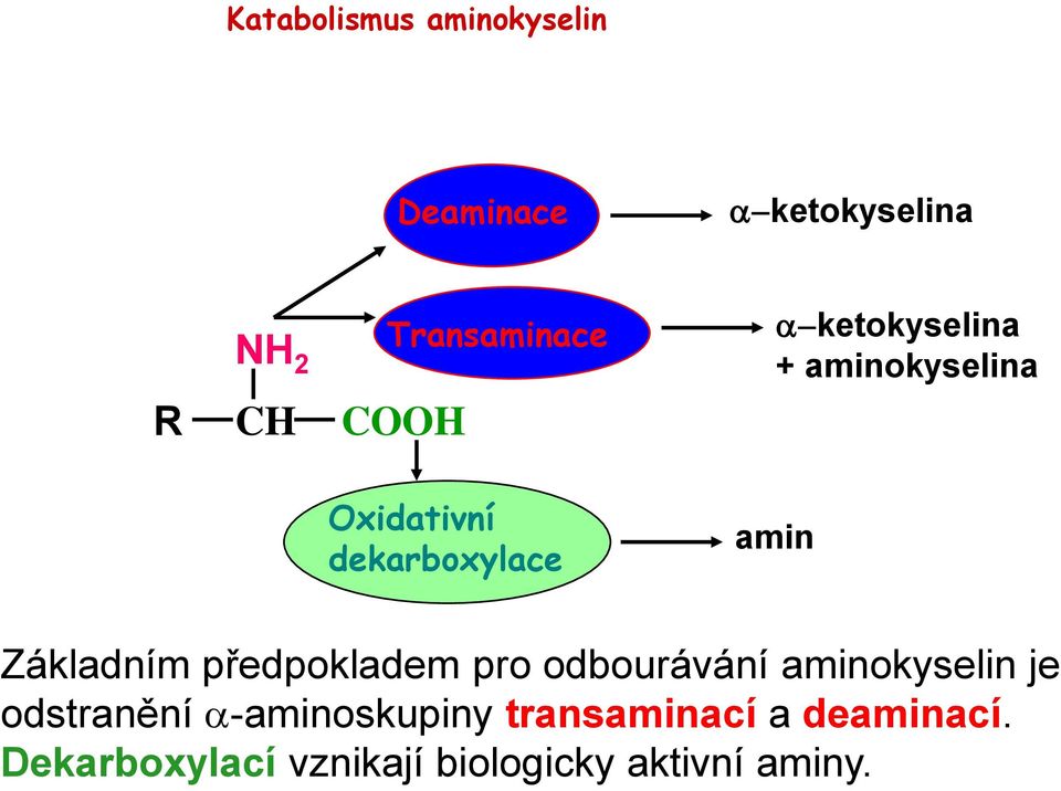 Základním předpokladem pro odbourávání aminokyselin je odstranění