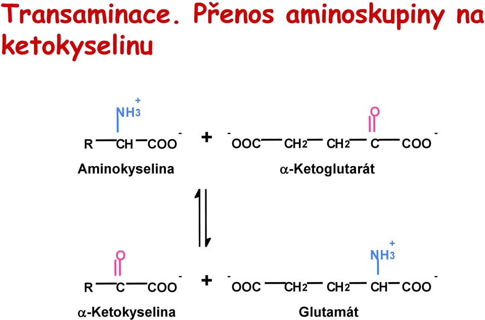 COO Aminokyselina + - - - O OOC CH2 CH2 C COO