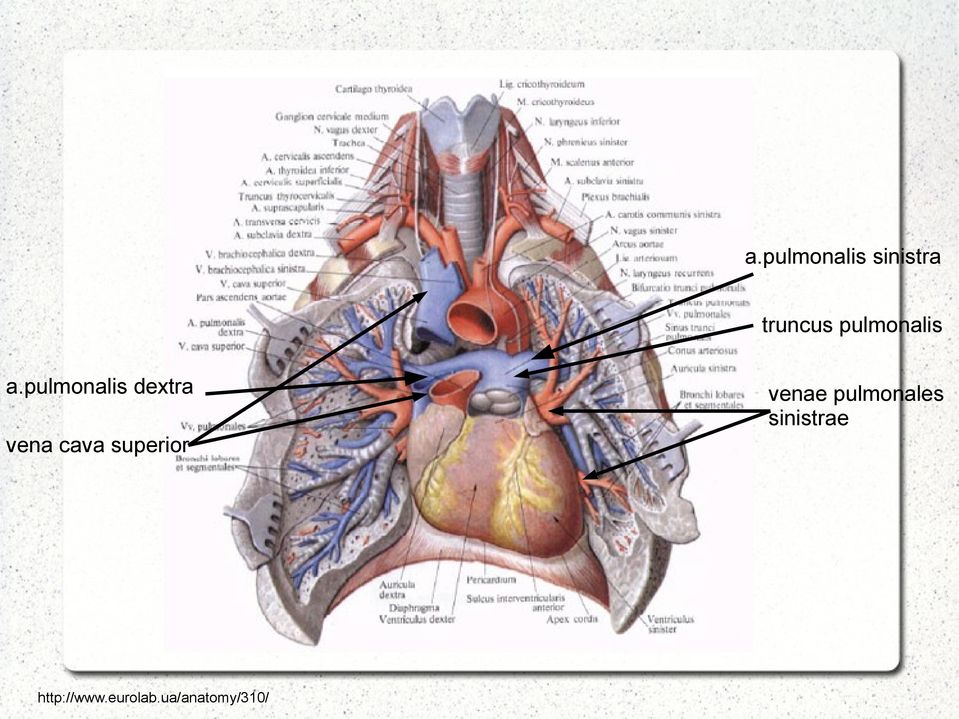 pulmonalis dextra vena cava