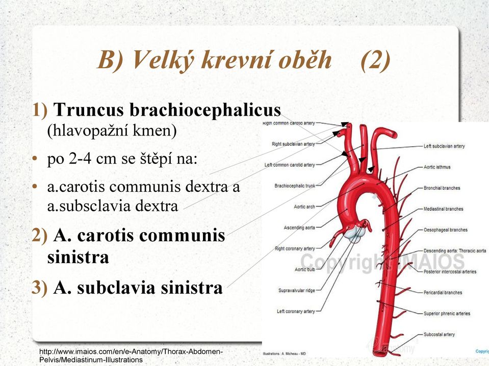 subsclavia dextra 2) A. carotis communis sinistra 3) A.