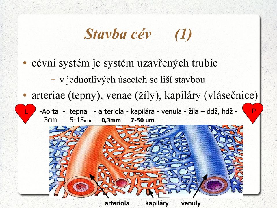 (žíly), kapiláry (vlásečnice) -Aorta - tepna - arteriola -