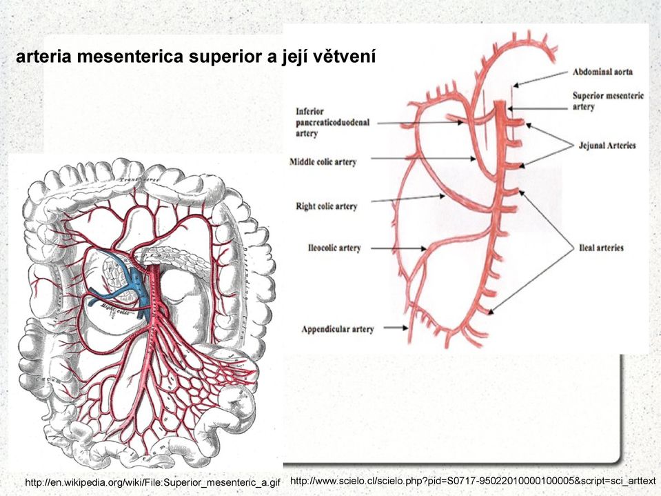 org/wiki/file:superior_mesenteric_a.