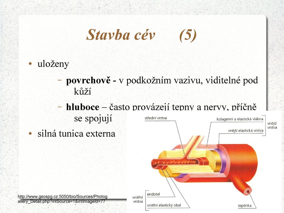 příčně se spojují silná tunica externa http://www.gsospg.