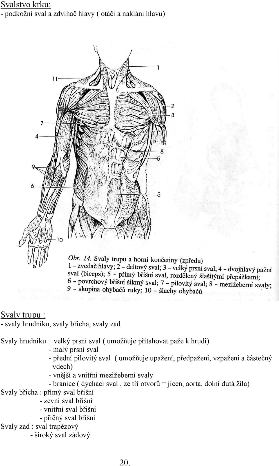 vzpažení a částečný vdech) - vnější a vnitřní mezižeberní svaly - bránice ( dýchací sval, ze tří otvorů = jícen, aorta, dolní dutá žíla)
