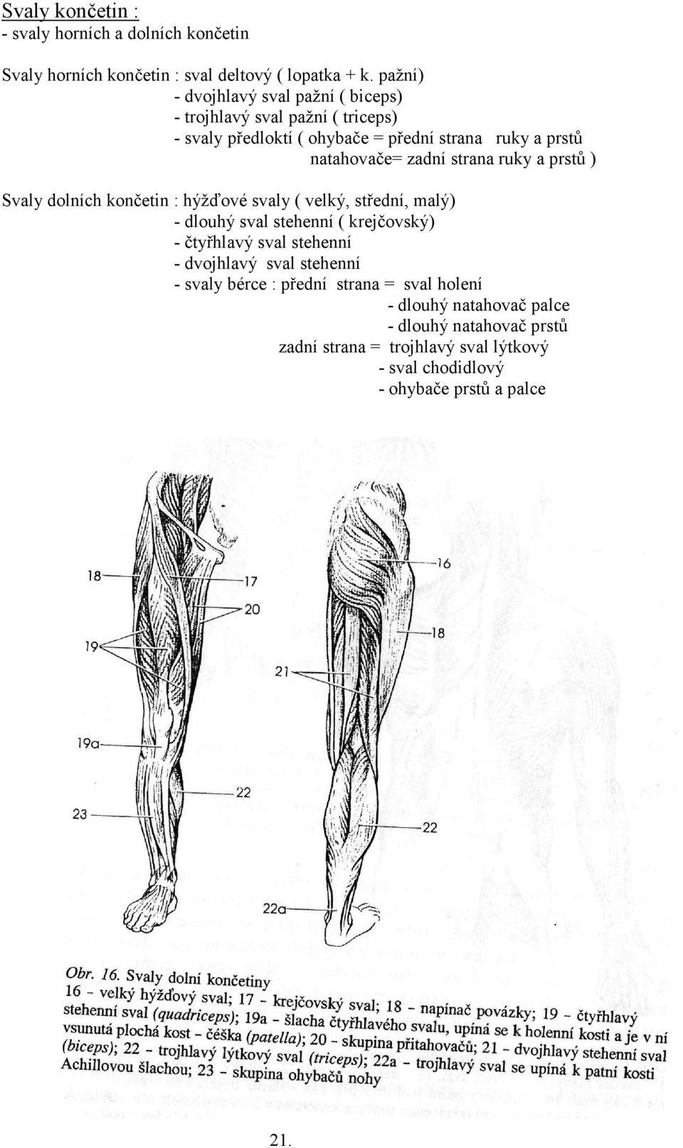 strana ruky a prstů ) Svaly dolních končetin : hýžďové svaly ( velký, střední, malý) - dlouhý sval stehenní ( krejčovský) - čtyřhlavý sval stehenní -