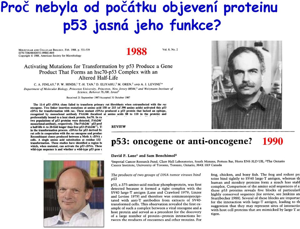 proteinu p53 jasná