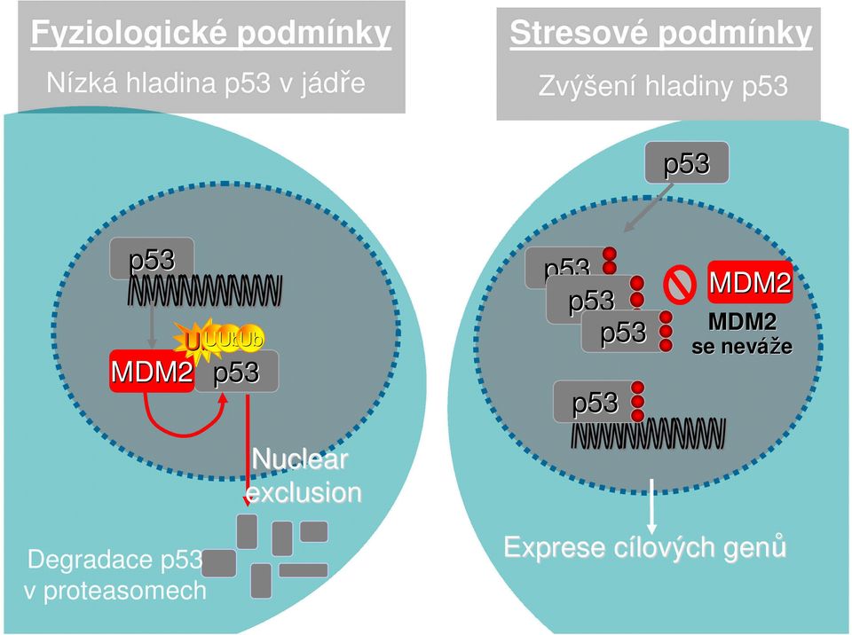 UbUb p53 Nuclear exclusion p53 p53 p53 p53 MDM2 MDM2