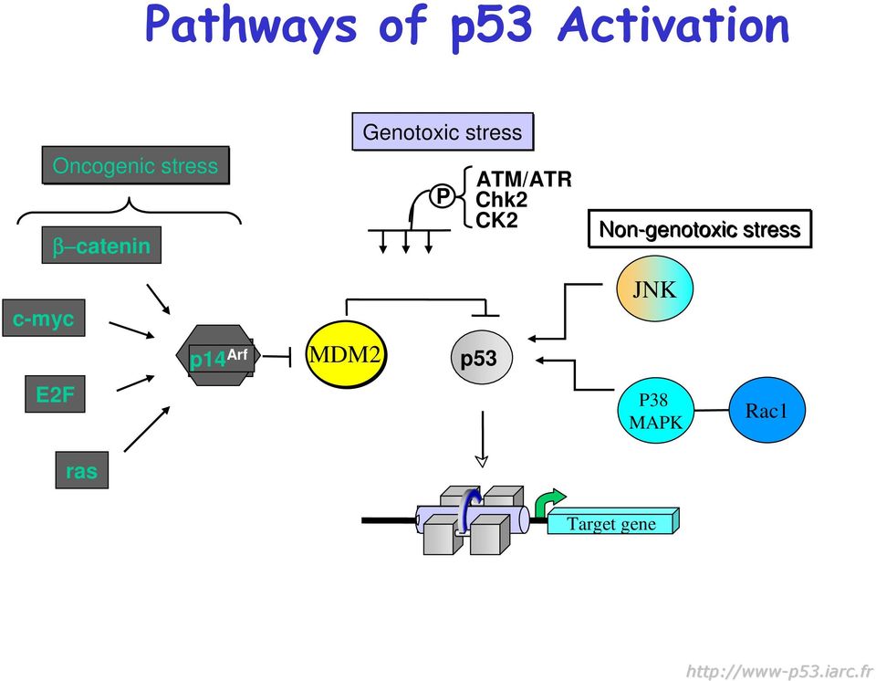 Non-genotoxic stress c-myc E2F ras p14 Arf MDM2