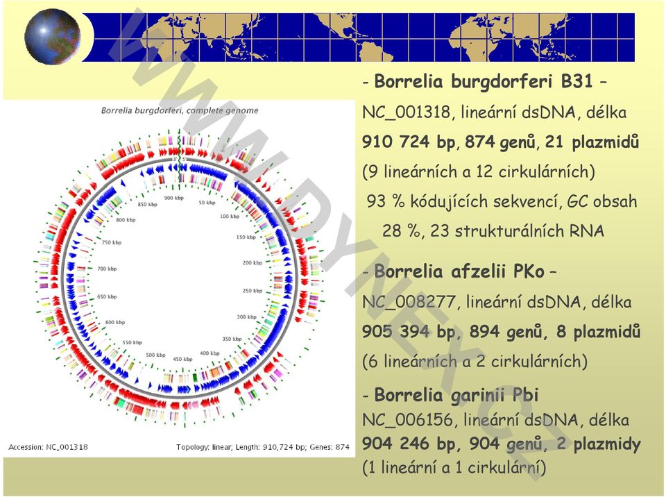 afzelii PKo NC_008277, lineární dsdna, délka 905 394 bp, 894 genů, 8 plazmidů (6 lineárních a 2