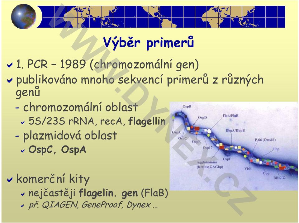 primerů rů z různých genů - chromozomální m oblast 5S/23S rrna,