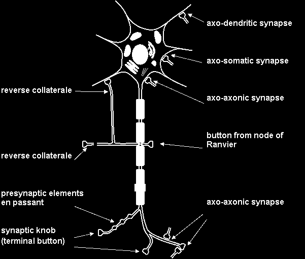Obr. 1 Struktura neuronu [5] 2. 2 Synapse Synapse zajišťuje komunikaci mezi neurony prostřednictvím přenosu informací. Děj je jednosměrný, avšak jeho účinek může být jak excitační, tak i inhibiční.
