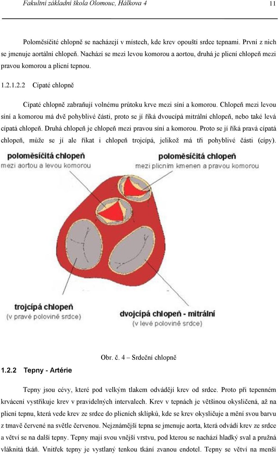 Chlopeň mezi levou síní a komorou má dvě pohyblivé části, proto se jí říká dvoucípá mitrální chlopeň, nebo také levá cípatá chlopeň. Druhá chlopeň je chlopeň mezi pravou síní a komorou.