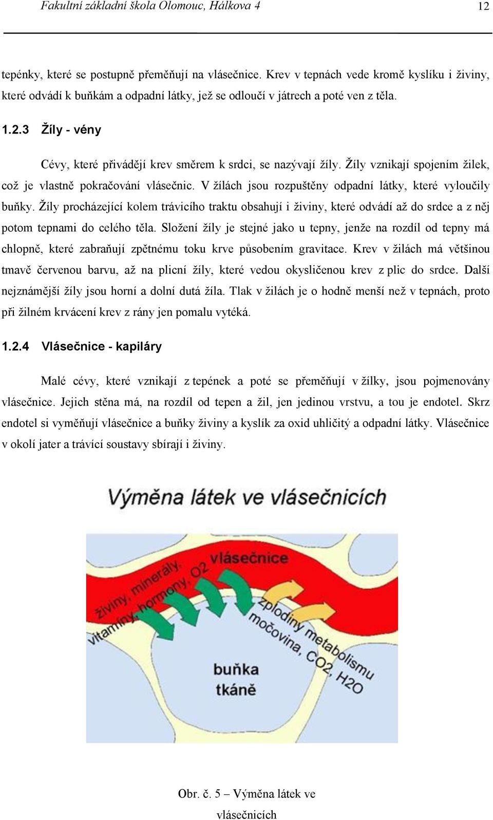 3 Žíly - vény Cévy, které přivádějí krev směrem k srdci, se nazývají žíly. Žíly vznikají spojením žilek, což je vlastně pokračování vlásečnic.