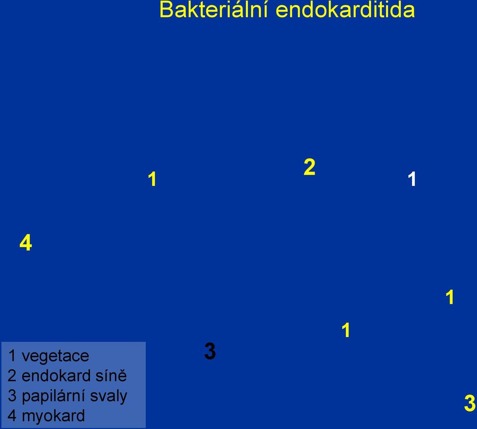 vegetace 2 endokard