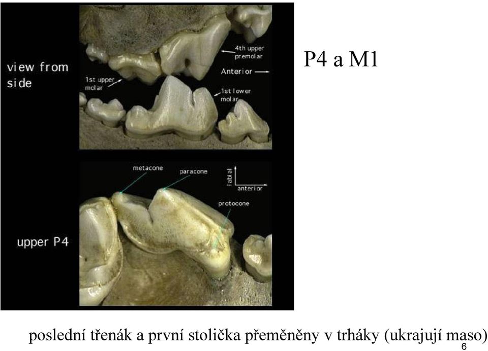 stolička přeměněny