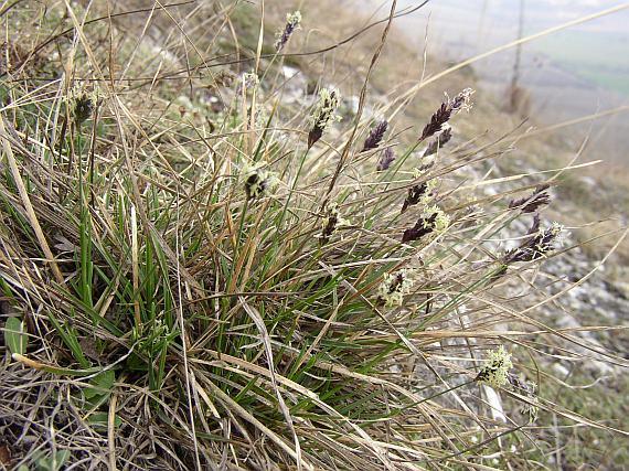 Pěchava vápnomilná čeleď: lipnicovité Vytrvalá, trsnatá tráva. Na jaře z oddenku vyrůstají tenká, tuhá stébla zakončena válcovitým lichoklasem.