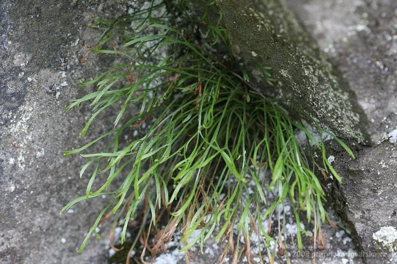 Sleziník severní čeleď: osladičovité Hustě trsnatá kapradina s plazivým oddenkem a svazčitými kořeny.
