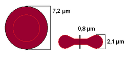 Erytrocyty červené krvinky - přenos kyslíku - váže se na hemoglobin (265 miliónů molekul) - průměr 7 μm, bezjaderné, prohnutý tvar - u mužů 5 miliónů, u žen 4,5 miliónů v 1 mm 3 - žijí 120 dní,