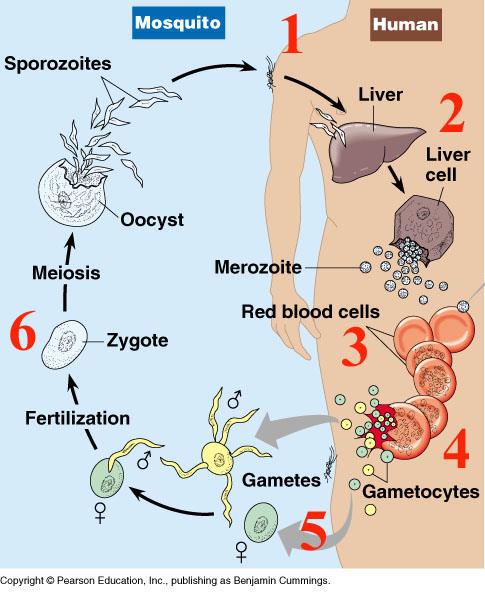 Životní cyklus (zjednodušený) 1) Sání komára primární infekce sporozoity (5-200) 2) Jaterní cyklus (schizonty) asexuální fáze, cca 10-14 dnů, merozoity (40k) 3) Merozoity ihned napadají červené