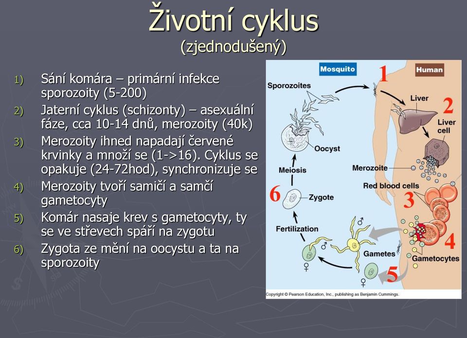 množí se (1->16).