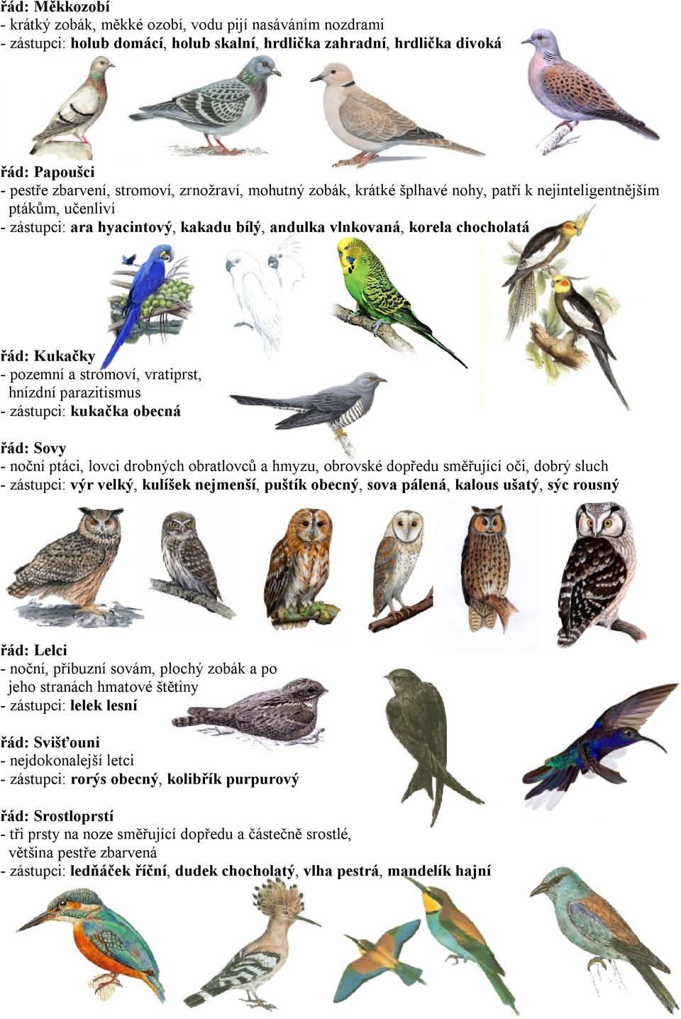 stromoví, vratiprst, hnízdní parazitismus - zástupci: kukačka obecná řád: Sovy - noční ptáci, lovci drobných obratlovců a hmyzu, obrovské dopředu směřující oči, dobrý sluch - zástupci: výr velký,