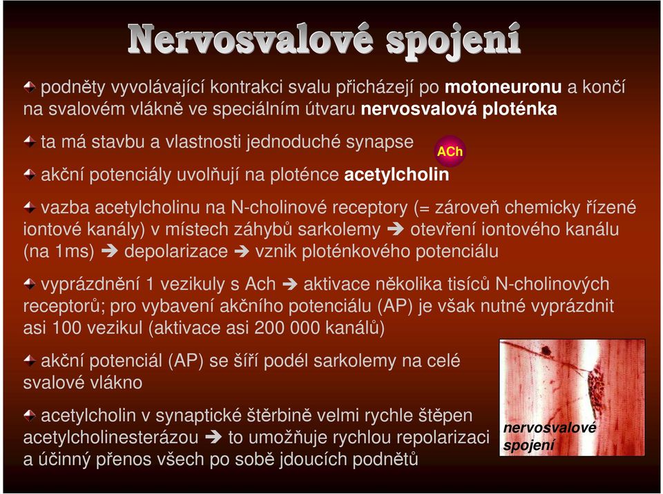 vznik ploténkového potenciálu vyprázdnění 1 vezikuly s Ach aktivace několika tisíců N-cholinových receptorů; pro vybavení akčního potenciálu (AP) je však nutné vyprázdnit asi 100 vezikul (aktivace