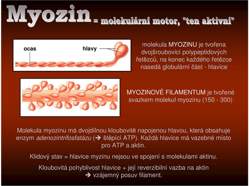 hlavou, která obsahuje enzym adenozintrifosfatázu ( štěpící ATP). Každá hlavice má vazebné místo pro ATP a aktin.