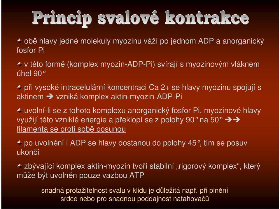 vzniklé energie a překlopí se z polohy 90 na 50 filamenta se proti sobě posunou po uvolnění i ADP se hlavy dostanou do polohy 45, tím se pos uv ukončí zbývající komplex