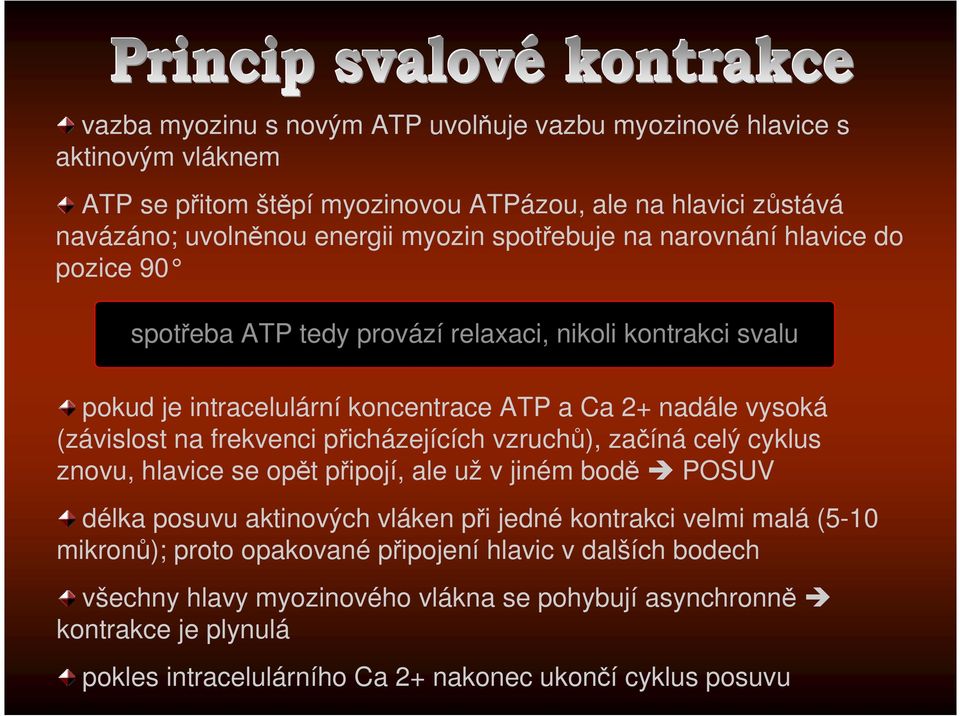 frekvenci přicházejících vzruchů), začíná celý cyklus znovu, hlavice se opět připojí, ale už v jiném bodě POSUV délka posuvu aktinových vláken při jedné kontrakci velmi malá (5-10