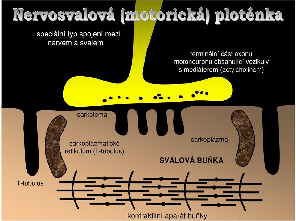 (actylcholinem) sarkolema sarkoplazmatické retikulum