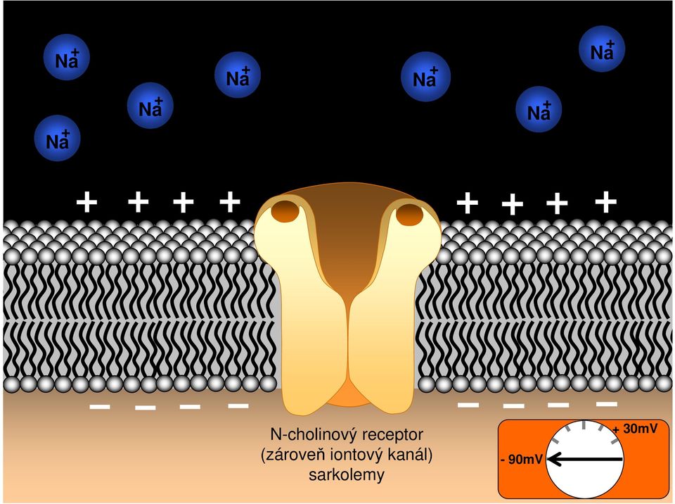 receptor (zároveň iontový